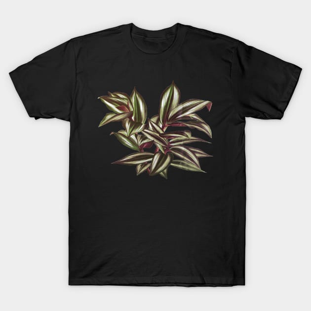 Tradescantia zebrina  - Botanical Illustration T-Shirt by chimakingthings